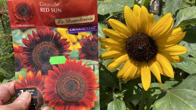 The Essential Role of Seed Regulations in Modern Agriculture | cute chopper, wake me up lyrics