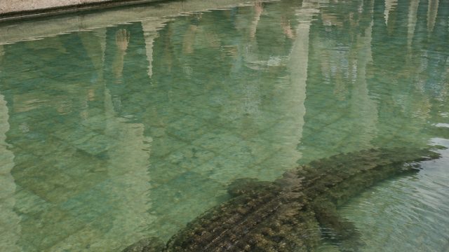 Unexpected Wildlife Finding Raises Concerns at Historic Pool | judi deposit pulsa smartfren, cara me