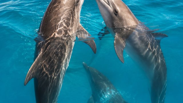 Dolphin Behavior Reveals Insights on Mating Strategies and Memory | rtp ninja slot, rtp dragon138, r