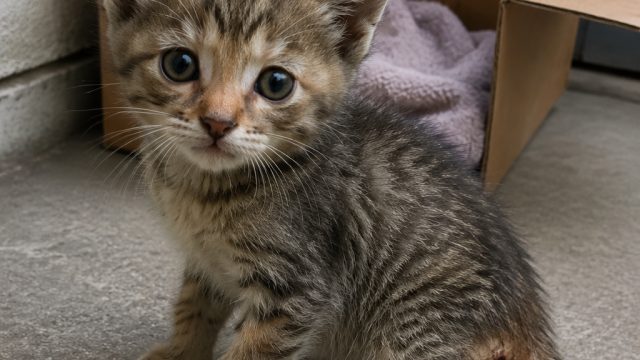 Unexpected Kitten Delivery: A Love Story That Began with a Broken Tail | chanyeol cute, play free ca