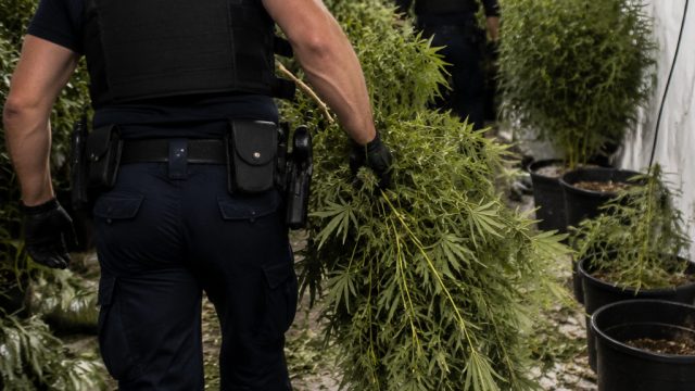 Police Take Down Multiple Cannabis Grow Operations in Rethymno | online 777 slots, rtp fafafa777